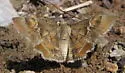 Arizona Powdered-Skipper - Hodges#3938