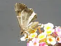 Arizona Powdered-Skipper - Hodges#3938 - photo 2