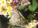 Arizona Powdered-Skipper - Hodges#3938 - photo 3