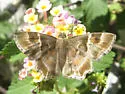 Arizona Powdered-Skipper - Hodges#3938 - photo 4