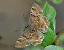 Arizona Powdered-Skipper - Hodges#3938 - photo 5