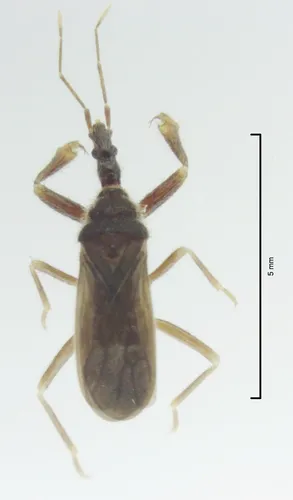 Systelloderes maclachlani