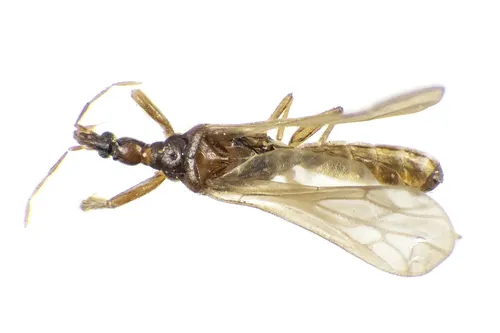 Systelloderes moschatus