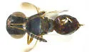 Systellogaster ovivora