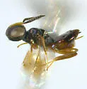 Systellogaster ovivora - photo 2