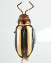 Systena bitaeniata