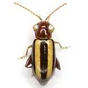 Systena bitaeniata - photo 2