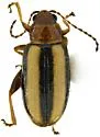 Systena bitaeniata - photo 3