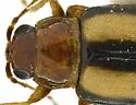 Systena bitaeniata - photo 4