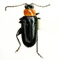 Systena collaris - photo 2
