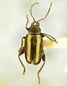 Systena dimorpha - photo 2