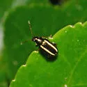 Systena elongata