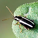 Systena elongata - photo 2