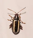 Systena elongata - photo 3