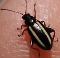 Systena elongata - photo 4