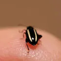 Systena elongata - photo 5