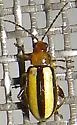 Systena gracilenta - photo 2