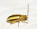 Systena gracilenta - photo 3
