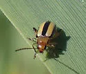 Systena gracilenta - photo 4