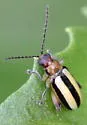Systena gracilenta - photo 5