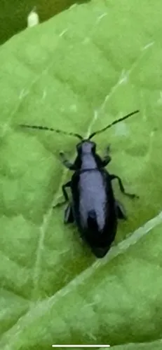 Black-headed Systena