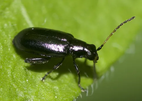 Black-headed Systena - photo 2