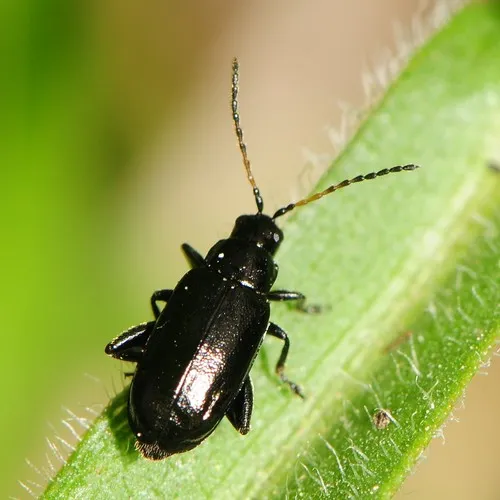 Black-headed Systena - photo 3