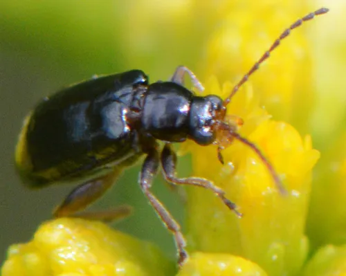 Black-headed Systena - photo 4