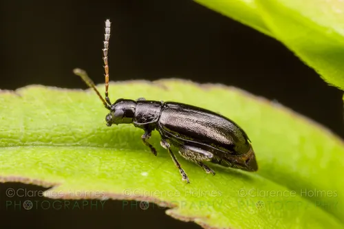 Black-headed Systena - photo 5
