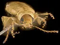 Systena laevis - photo 4