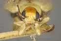 Systena laevis - photo 5