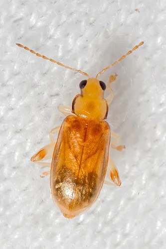 Margined Systena - photo 5