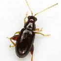 Systena pallicornis - photo 2
