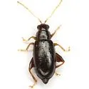 Systena pallicornis - photo 3