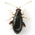 Systena pallicornis - photo 4