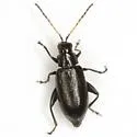 Systena pallicornis - photo 5