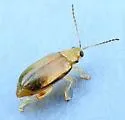 Systena plicata 0 - Systena plicata