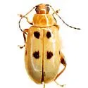 Systena sexnotata