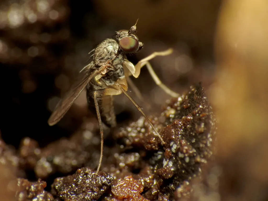 Systenus albimanus - photo 2