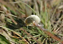 Systoechus candidulus