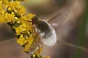 Systoechus candidulus - photo 2