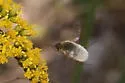 Systoechus candidulus - photo 3