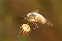 Systoechus candidulus - photo 4