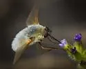 Systoechus candidulus - photo 5