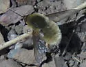 Systoechus oreas - photo 3