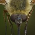 Systoechus solitus - photo 3