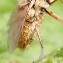 Systoechus solitus - photo 5