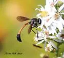 Systropus angulatus - photo 3