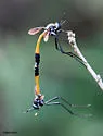 Systropus angulatus - photo 4