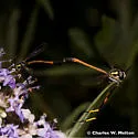Systropus arizonicus
